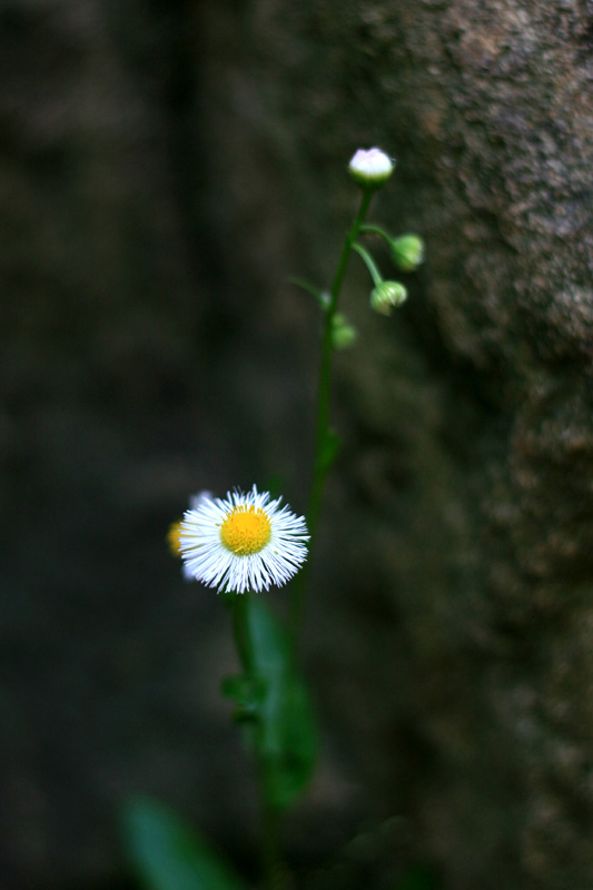 小花 摄影 kidult