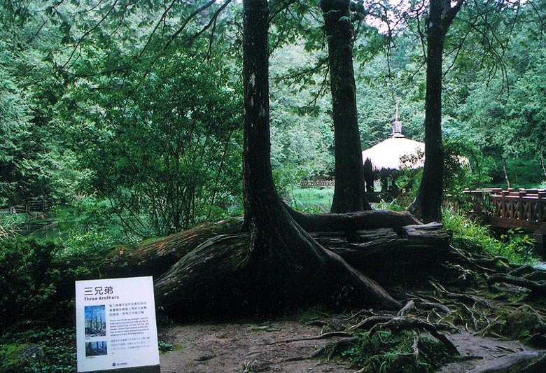 阿里山神木---红桧树之"三兄弟" 摄影 天涯旅人