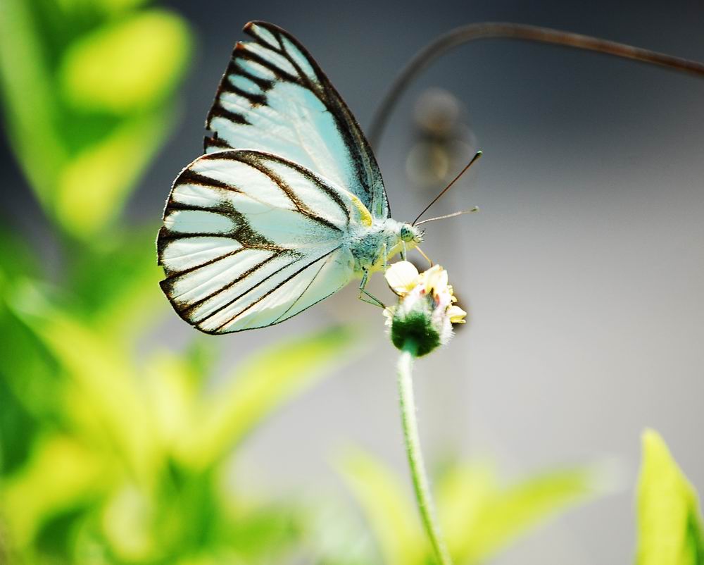 Butterfly 摄影 可爱小天使