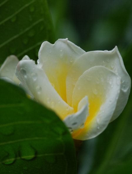 雨后花儿 摄影 夕阳程程