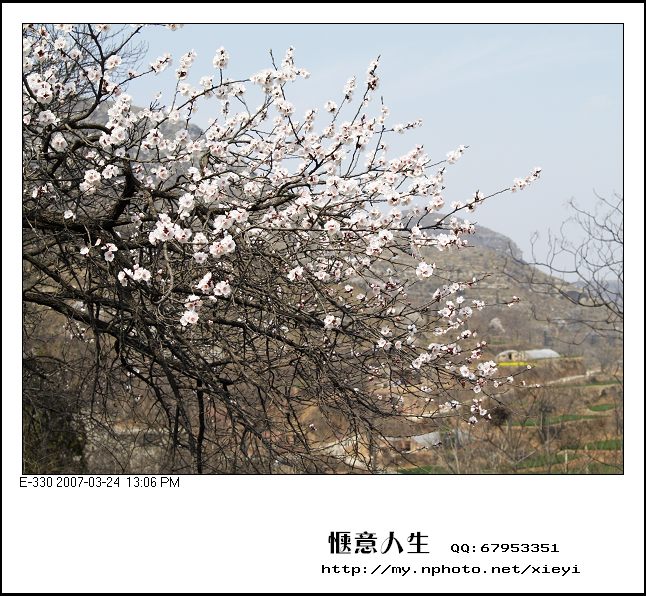 杏花开了 摄影 惬意人生