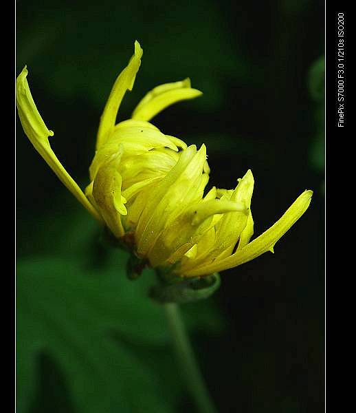 春天开菊花 摄影 蓝心鱼