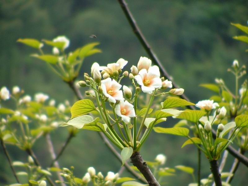 桐子花开 摄影 老龙