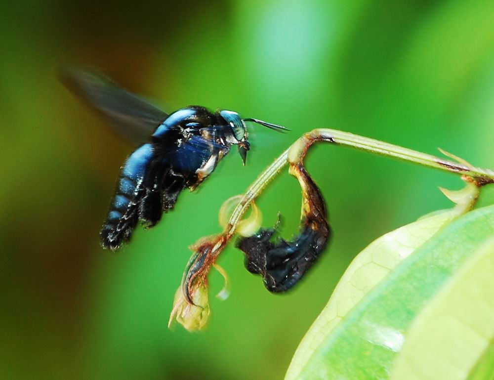 bug 摄影 可爱小天使