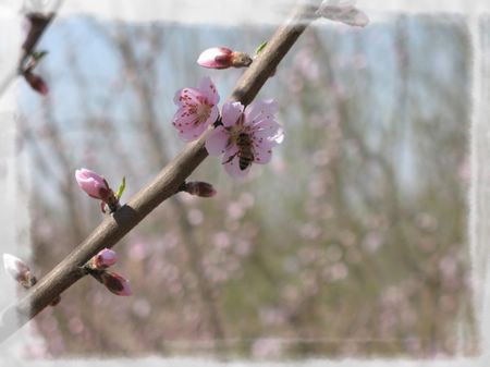 小蜜蜂 摄影 chengtao