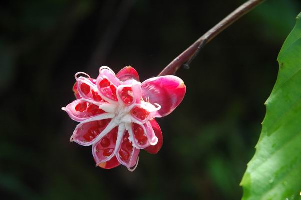 花卉 摄影 田戈