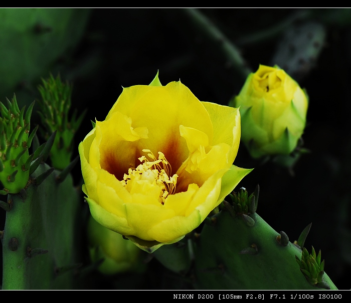 仙人掌花——续 摄影 hooon