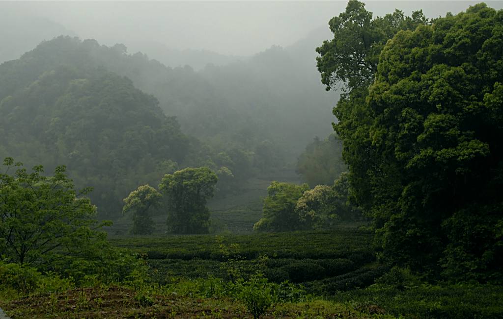 杭州.梅家坞游记(1) 摄影 fengsheng