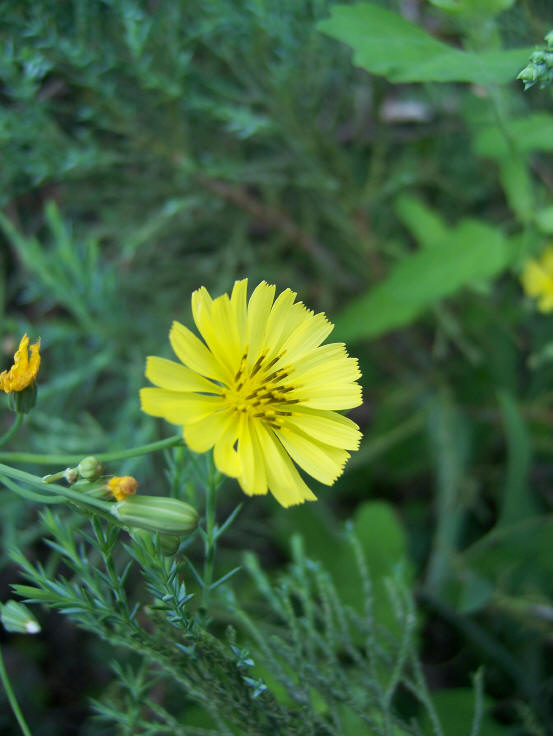 小花 摄影 草根狼