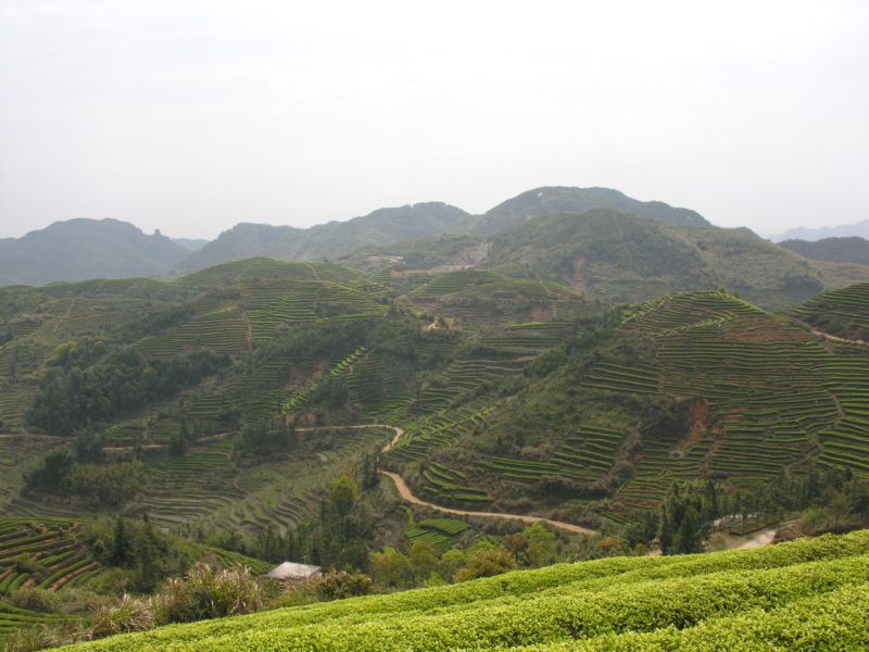 茶山 摄影 激情枪手