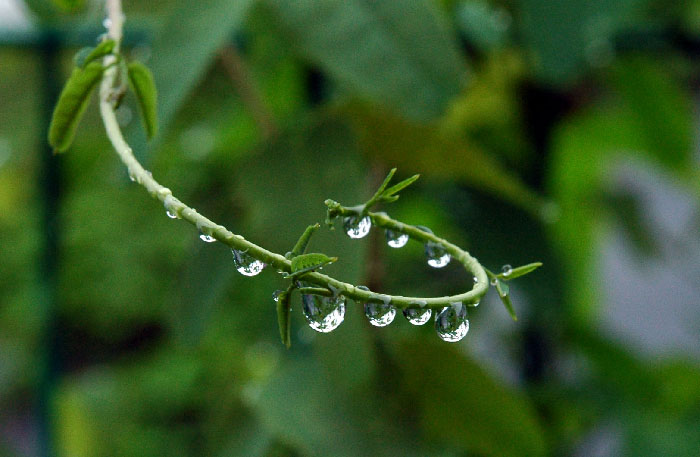 雨中，那滴滴清凉 摄影 黄昏赏飞霞