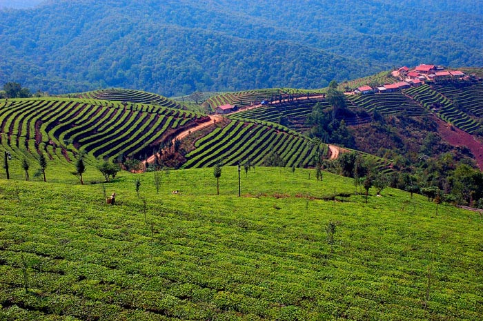 云南思茅自然风景之一：万亩茶园 摄影 jtvwzg