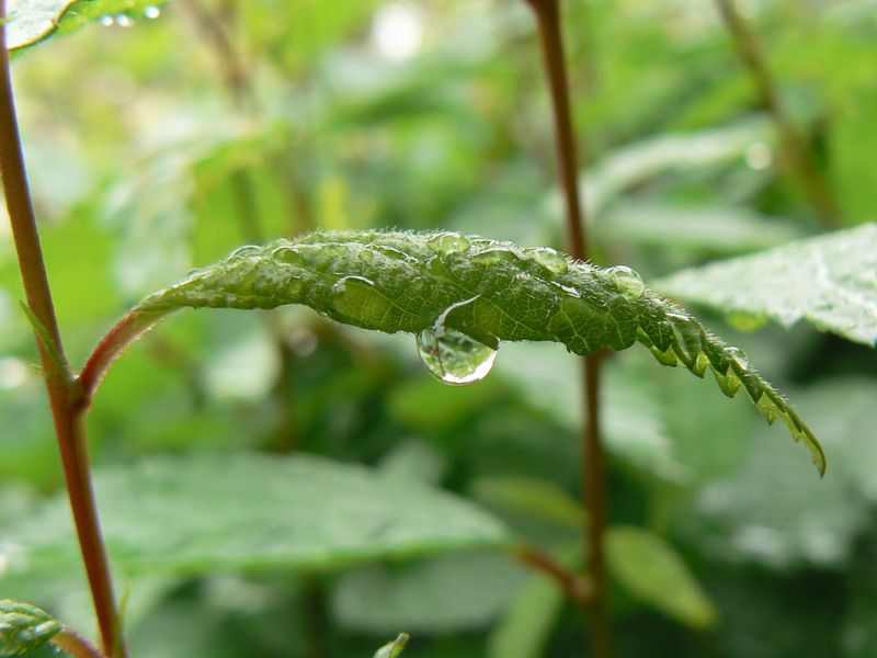 清晨雨后 摄影 下一站