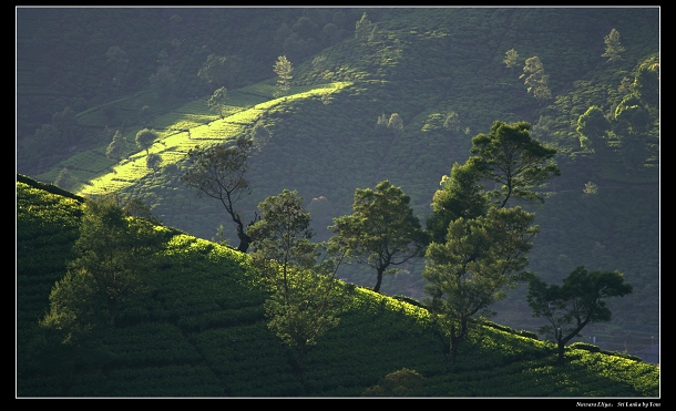 茶山之晨 摄影 tom2007