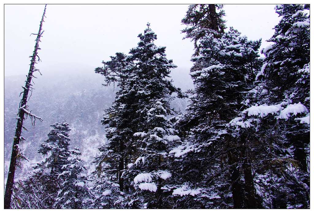 雪 摄影 漂泊的狼