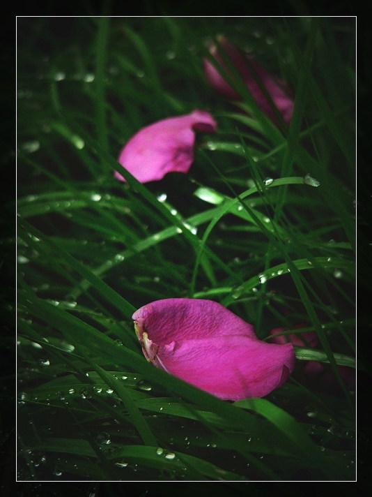 夜雨摧花 摄影 安波