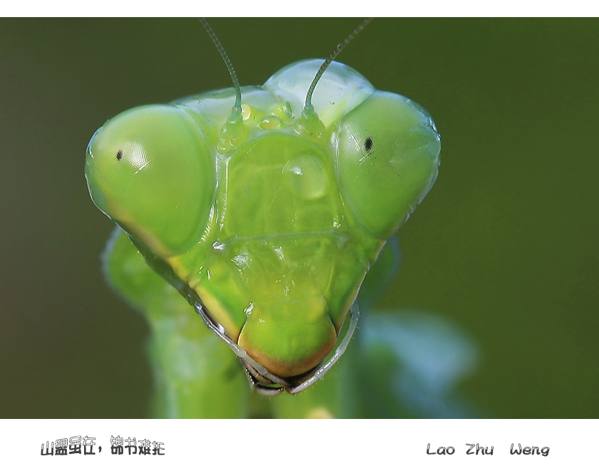 螳螂的故事（三）——感动 摄影 老竹翁