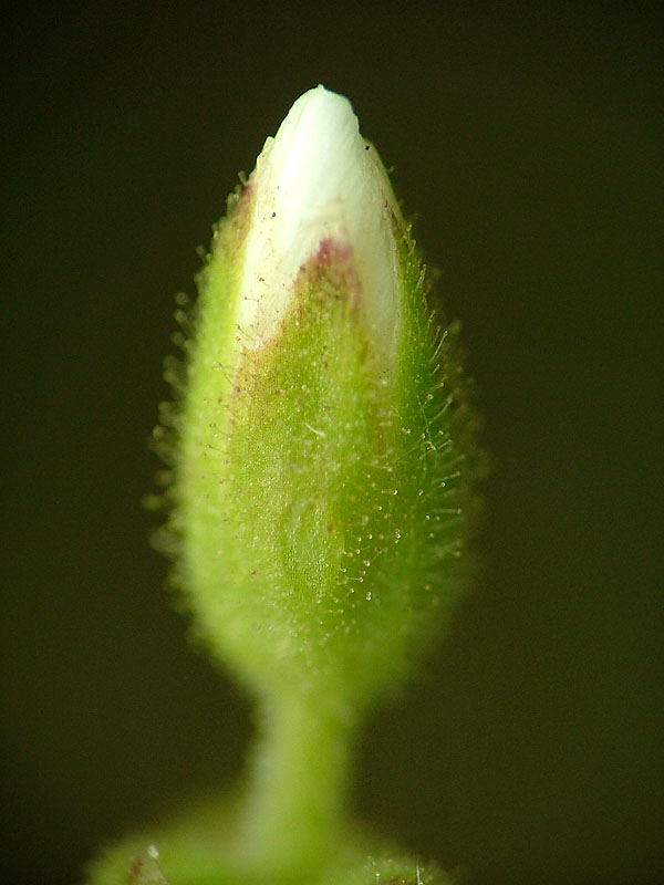 挺拔 摄影 草原追风