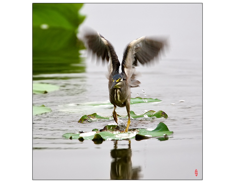 绿鹭 摄影 pigeon