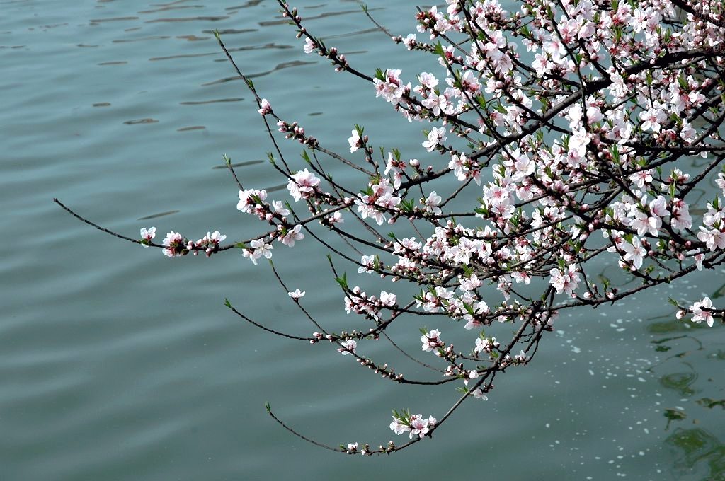 时有落花至, 远随流水香 摄影 二泉印月