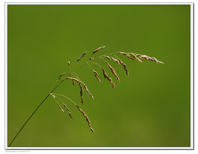 小草 摄影 佳宝