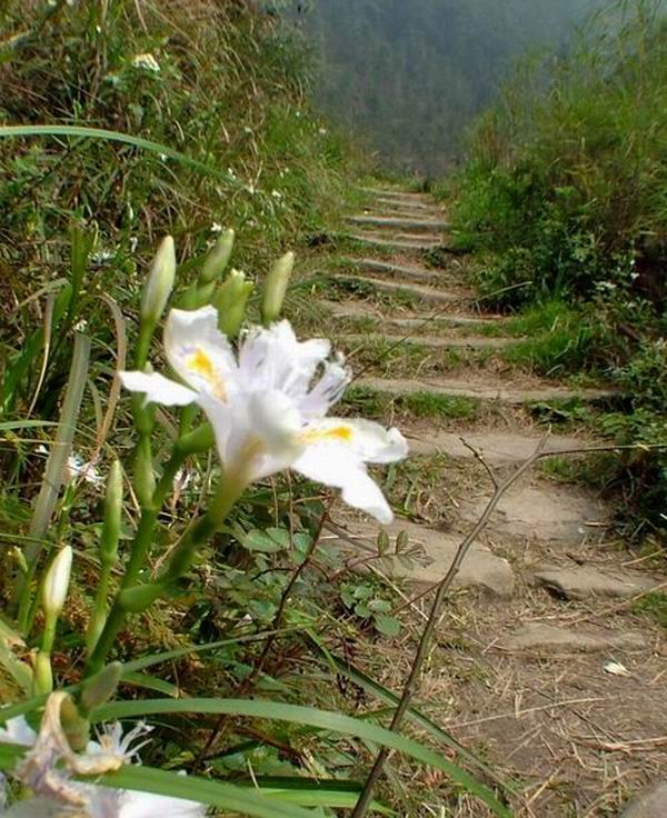 路边的野花不要采 摄影 老龙