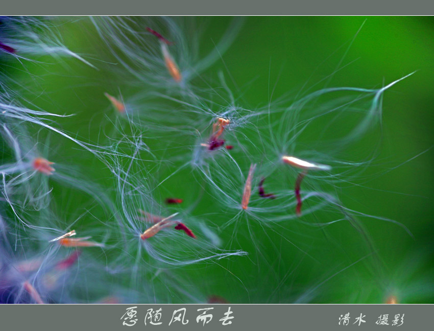 随风而去 摄影 狐狸精