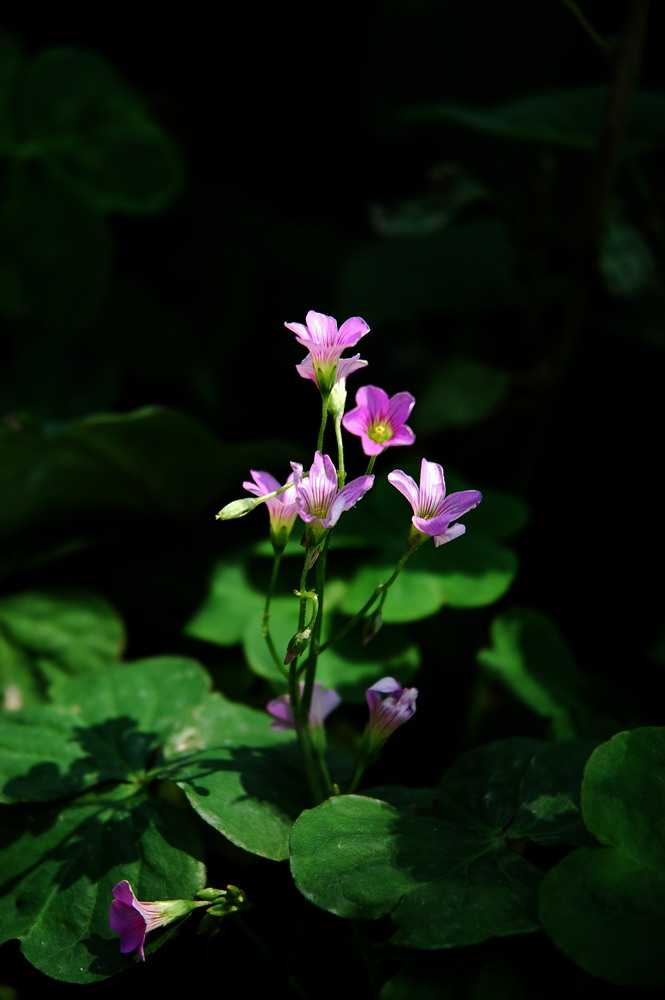 花影 摄影 龙江