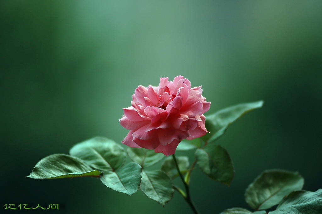 月季花 摄影 记忆人间