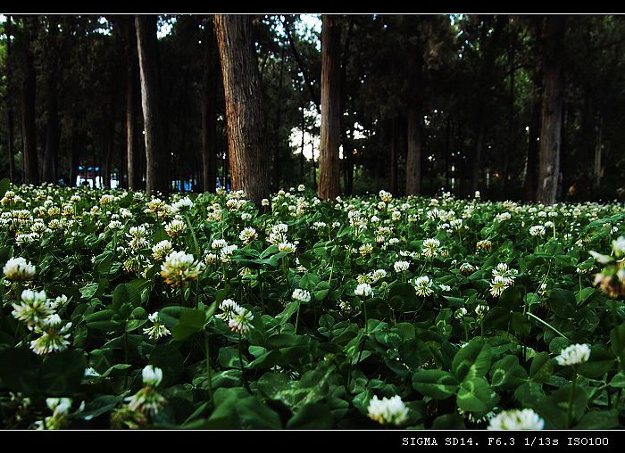 4月鲜花 摄影 流浪的尘埃