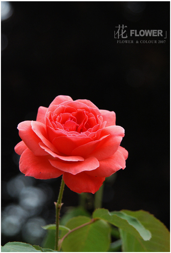 花1 摄影 色空SEKONG