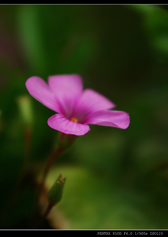 淡雅小花 摄影 cnahtlyyq