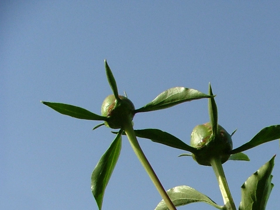 相伴的花蕾 摄影 草原追风