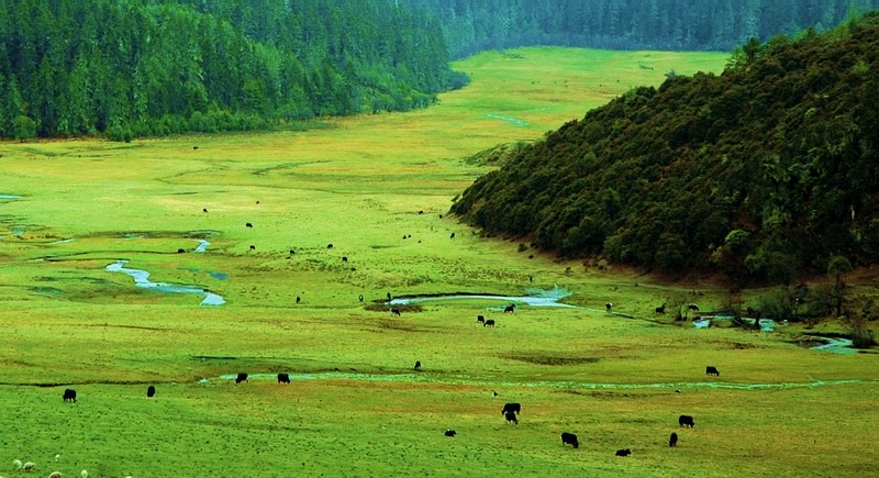 香格里拉风光3 摄影 龙行雨