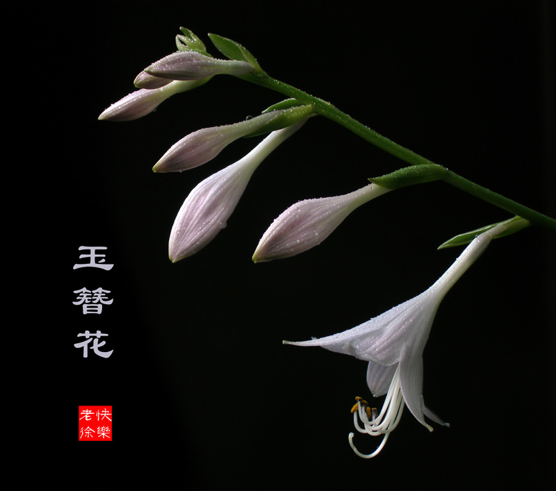 玉簪花 摄影 xulaotou
