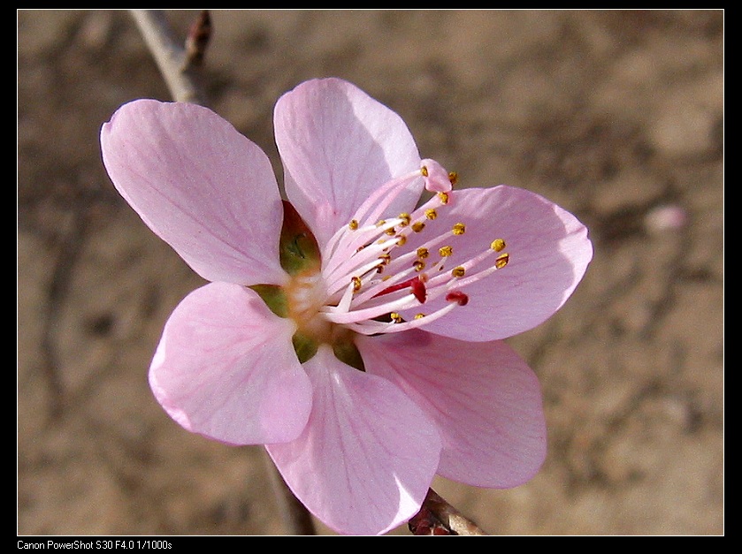 桃花 摄影 raintung