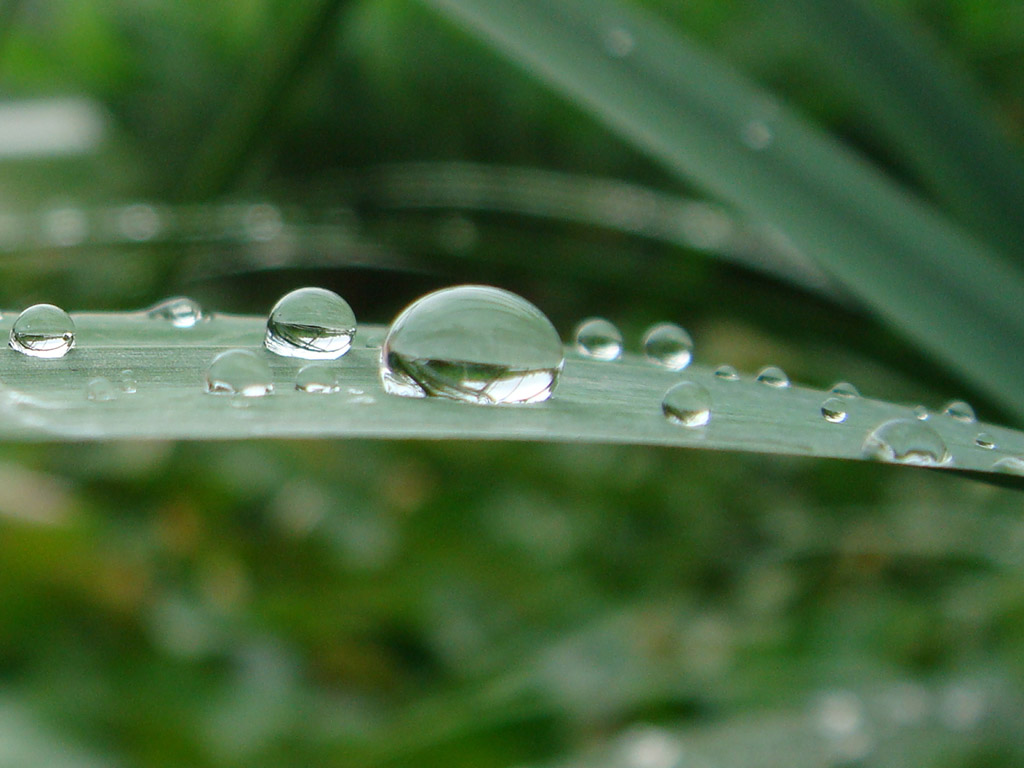 魔法雨珠 摄影 虫虫小