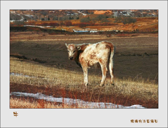 牛 摄影 朦胧的淡蓝