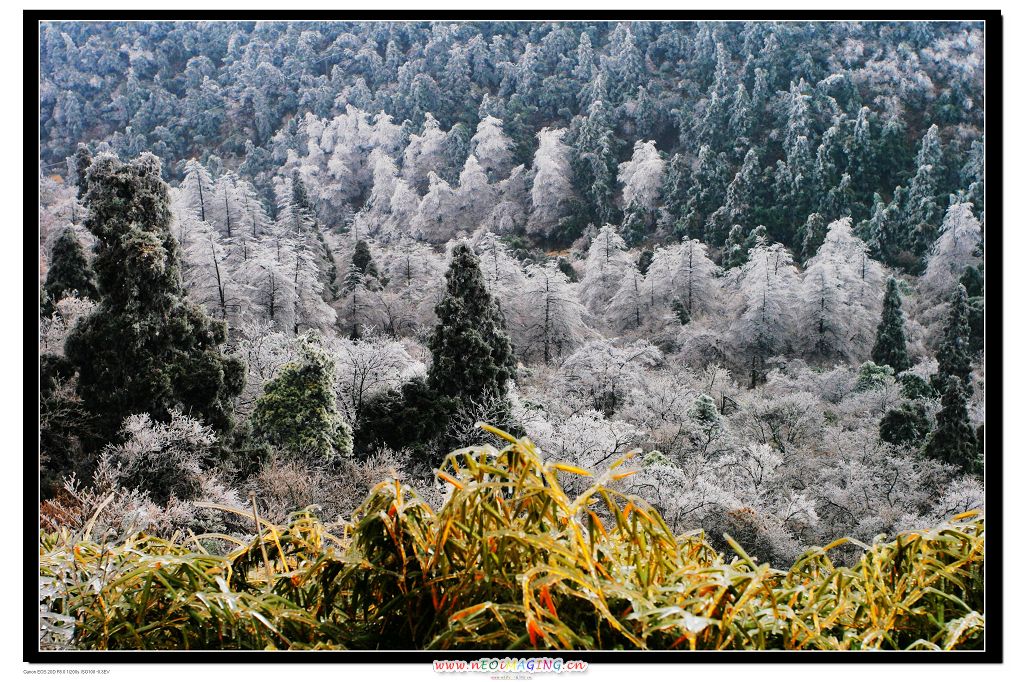 衡山雾凇(1) 摄影 雨过天晴