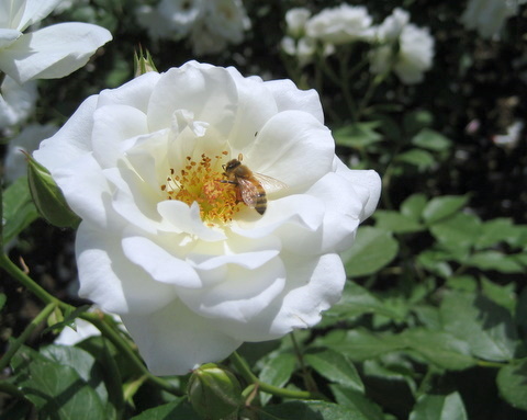 白色月季花 摄影 春去秋来