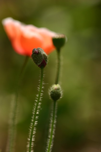 花 摄影 板蓝根