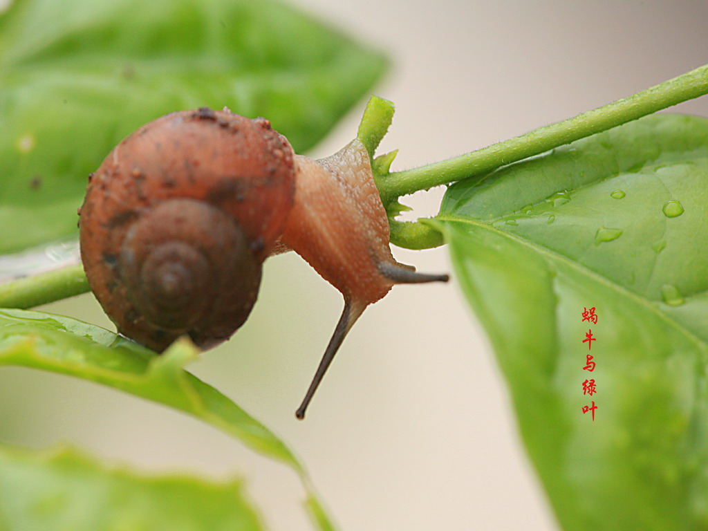 小蜗牛之三 摄影 陆奇