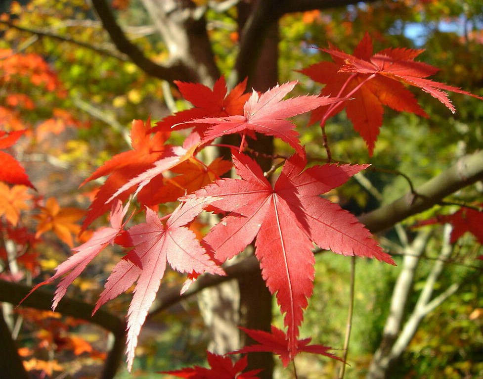 枫叶的季节 摄影 氰箐