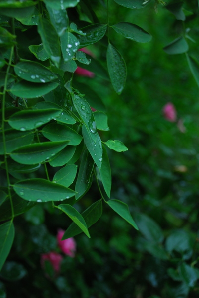 雨中晴 摄影 朱浩菡