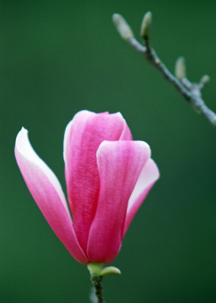 木兰花系列之一 摄影 花眼看花