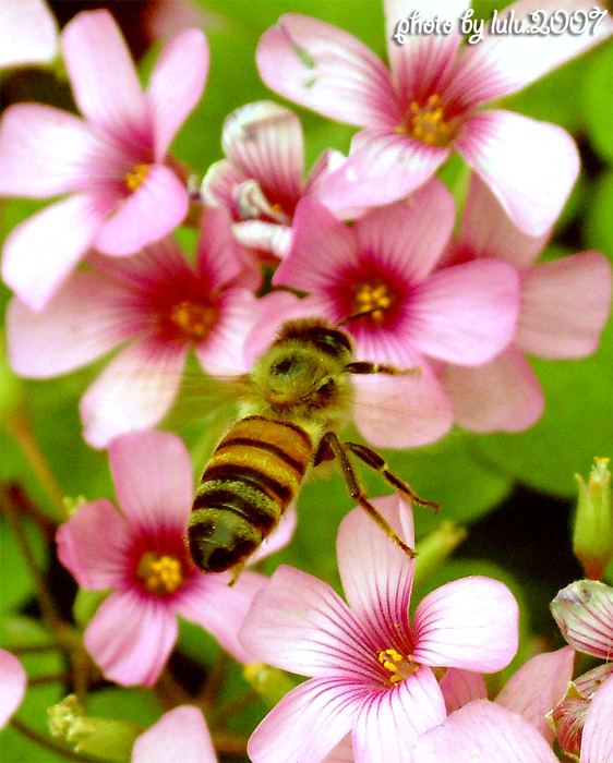 bee 摄影 大脸猫