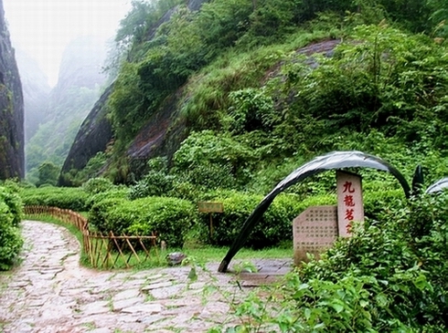 雨中五夷－－九龙窠茶园 摄影 鑫鑫