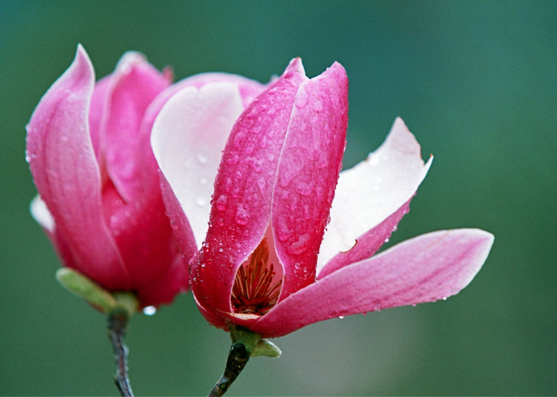 木兰花系列之二 摄影 花眼看花