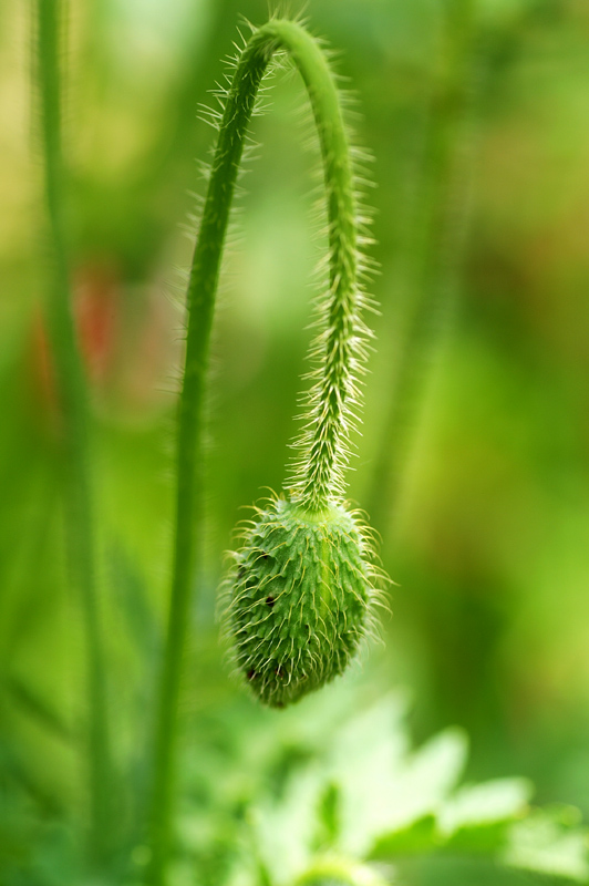 植物 摄影 地主