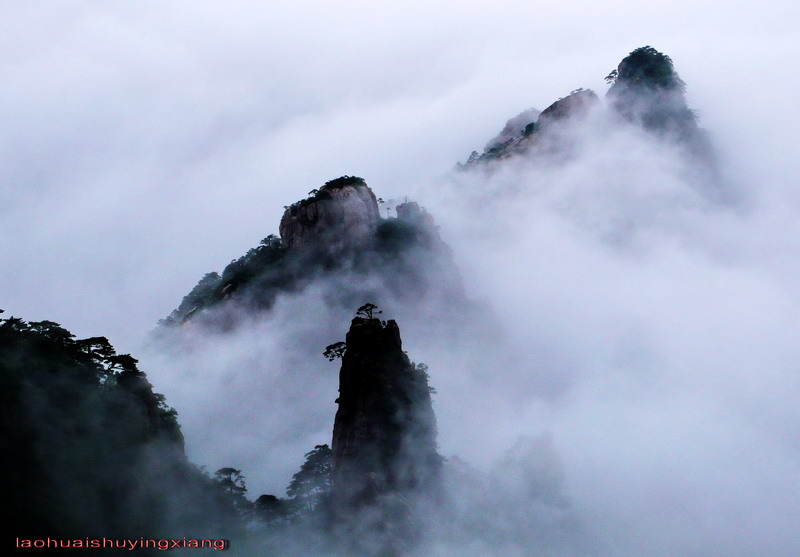 天姿黄山⑶ 摄影 老槐树